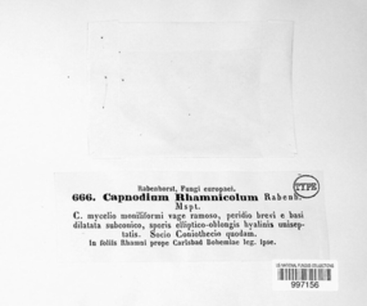 Capnodium rhamnicola image